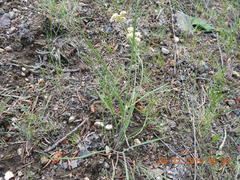 Lomatium simplex