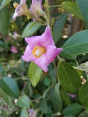 Lagunaria