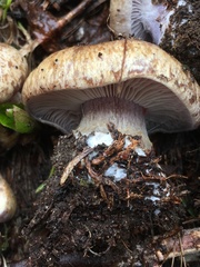 Cortinarius subolivascens