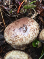 Cortinarius subolivascens
