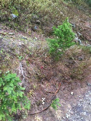 Cortinarius subolivascens