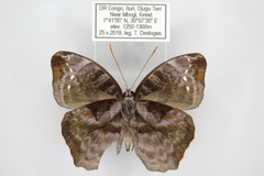 Cynandra opis bernardii