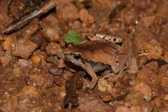Microhyla mymensinghensis