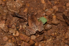 Microhyla mymensinghensis