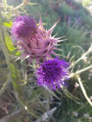 Cynara syriaca