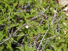 Chamaebatia australis