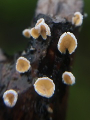 Capitotricha bicolor