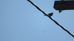 Haemorhous mexicanus