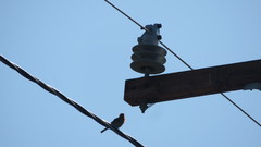 Haemorhous mexicanus