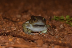 Uperodon globulosus