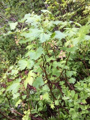 Ribes acerifolium