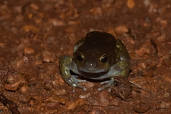 Uperodon globulosus