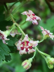 Ribes acerifolium
