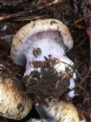 Cortinarius subolivascens