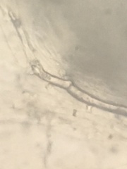 Cortinarius subolivascens