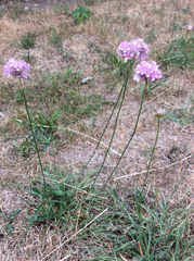Armeria maritima elongata