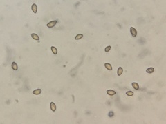 Cortinarius subolivascens