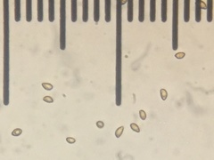 Cortinarius subolivascens