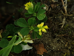 Trifolium micranthum