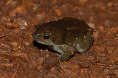 Uperodon globulosus