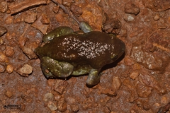 Uperodon globulosus