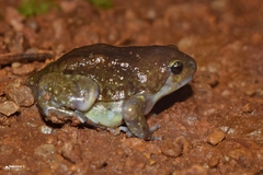 Uperodon globulosus