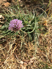 Armeria maritima elongata