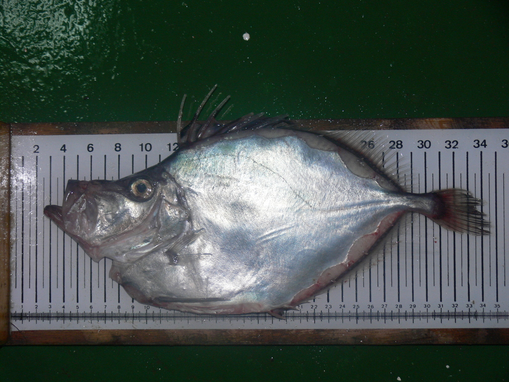 Silvery John Dory