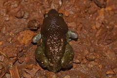 Uperodon globulosus