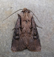 Agrotis obliqua