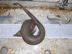 Scyliorhinus stellaris