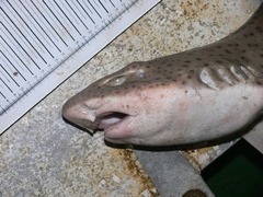 Scyliorhinus stellaris