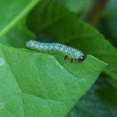 Sphacophilus cellularis