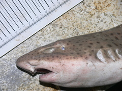 Scyliorhinus stellaris