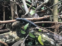 Emoia nigra