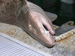 Scyliorhinus stellaris
