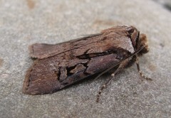 Agrotis obliqua