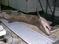 Scyliorhinus stellaris