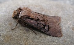 Agrotis obliqua