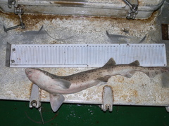 Scyliorhinus stellaris