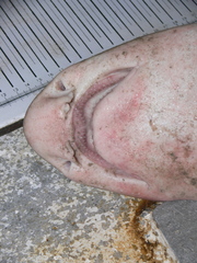 Scyliorhinus stellaris