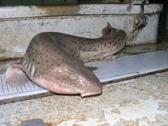 Scyliorhinus stellaris