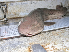 Scyliorhinus stellaris