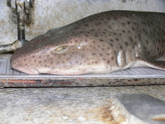 Scyliorhinus stellaris