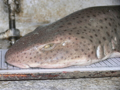 Scyliorhinus stellaris