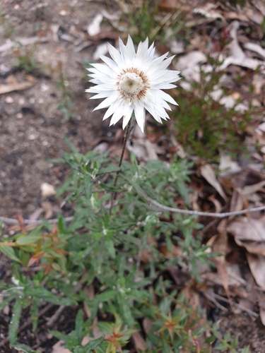 Image of Helichrysum leucopsideum by (c) Shelomi Doyle, some rights reserved (CC BY)