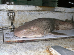 Scyliorhinus stellaris