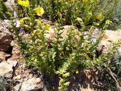 Diplacus clevelandii