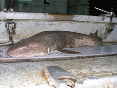 Scyliorhinus stellaris
