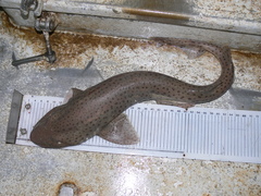 Scyliorhinus stellaris